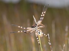 Neosparassus patellatus