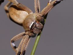 Neosparassus patellatus