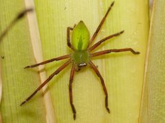 Neosparassus patellatus