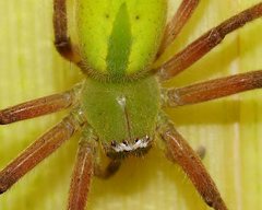 Neosparassus patellatus