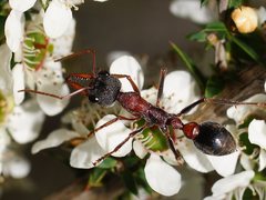 Myrmecia pulchra