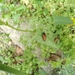 Omophlus deserticola - Photo (c) ruslan,  זכויות יוצרים חלקיות (CC BY-NC), הועלה על ידי ruslan