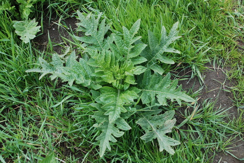 Kamchatka thistle