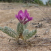 Oxytropis lanata - Photo (c) Daba, some rights reserved (CC BY-NC), uploaded by Daba