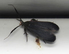 Dichomeris nonstrigella