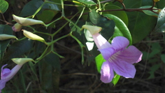 Bignonia corymbosa