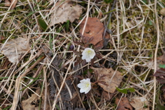 Anemonoides amurensis