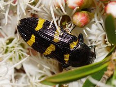 Castiarina rectifasciata