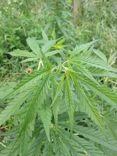 Foto de Maconha