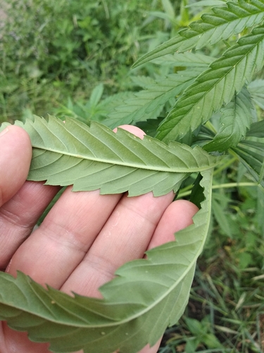 Foto de Maconha
