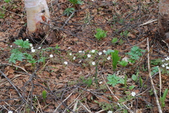 Anemonoides amurensis