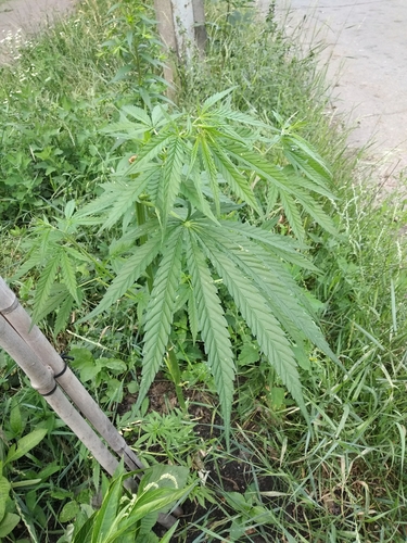 Foto de Maconha