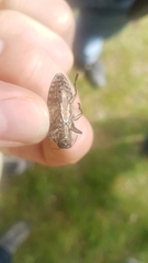 Chalcophora mariana