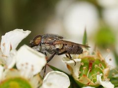 Stomorhina subapicalis