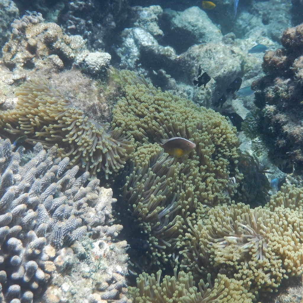 Skunk clownfish