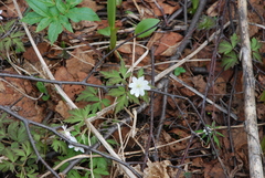 Anemonoides amurensis
