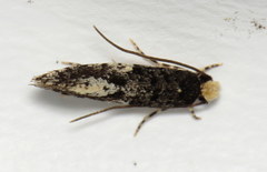 Monopis marginistrigella