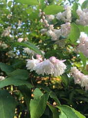 Deutzia