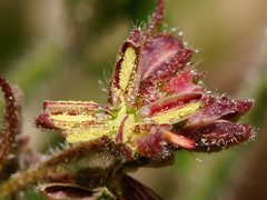Gonocarpus elatus