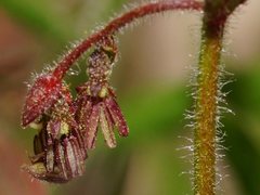 Gonocarpus elatus