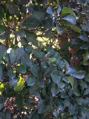 Psychotria capensis capensis