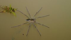 Dolomedes facetus