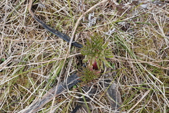 Angelica ursina