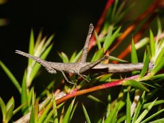 Vandiemenella viatica