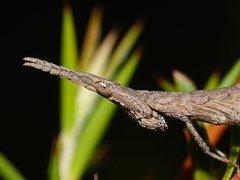Vandiemenella viatica