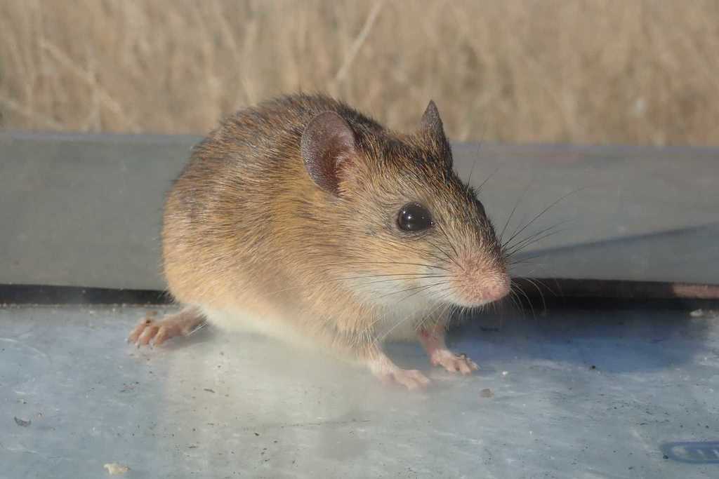 Tete Veld Rat