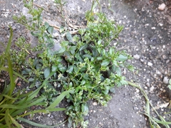 Polycarpon tetraphyllum