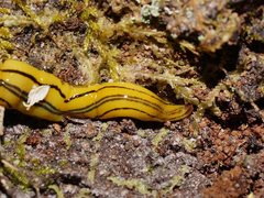 Caenoplana