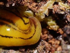 Caenoplana
