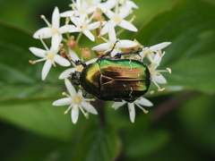 Cetonia aurata