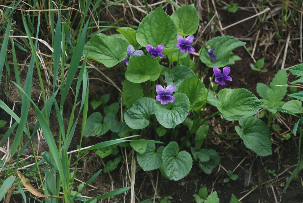 Viola kamtschadalorum