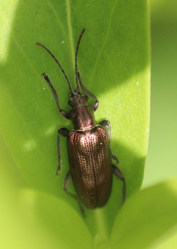 Frost's reed beetle photo 4