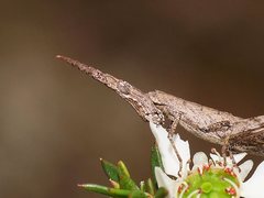 Vandiemenella viatica