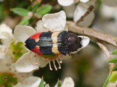 Castiarina bella