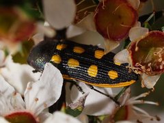 Castiarina xanthopilosa