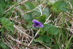 Viola kamtschadalorum