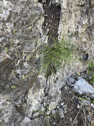 narrowleaf wildparsley (Musineon lineare)