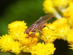 Tapeigaster nigricornis