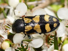Castiarina adelaidae