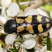 Castiarina adelaidae - Photo (c) Reiner Richter, some rights reserved (CC BY-NC-SA), uploaded by Reiner Richter