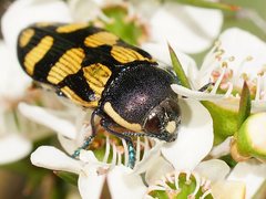 Castiarina adelaidae