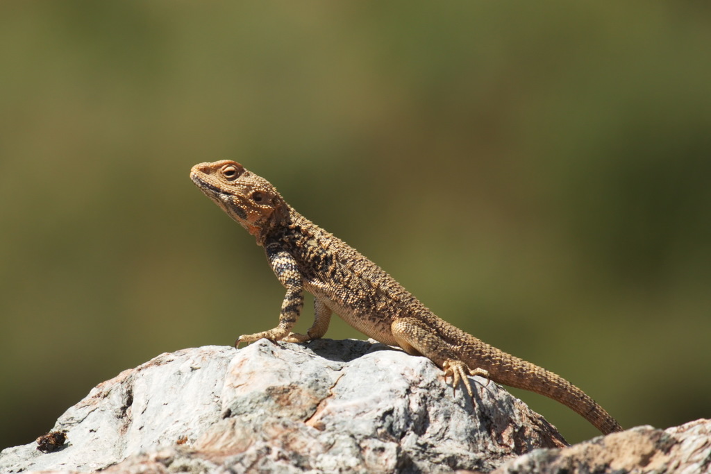 Turkestan Rock Agama