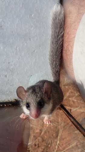 Graphiurus murinus