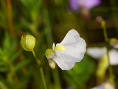 Utricularia grampiana