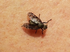 Platystoma seminationis