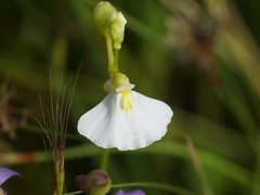 Utricularia grampiana